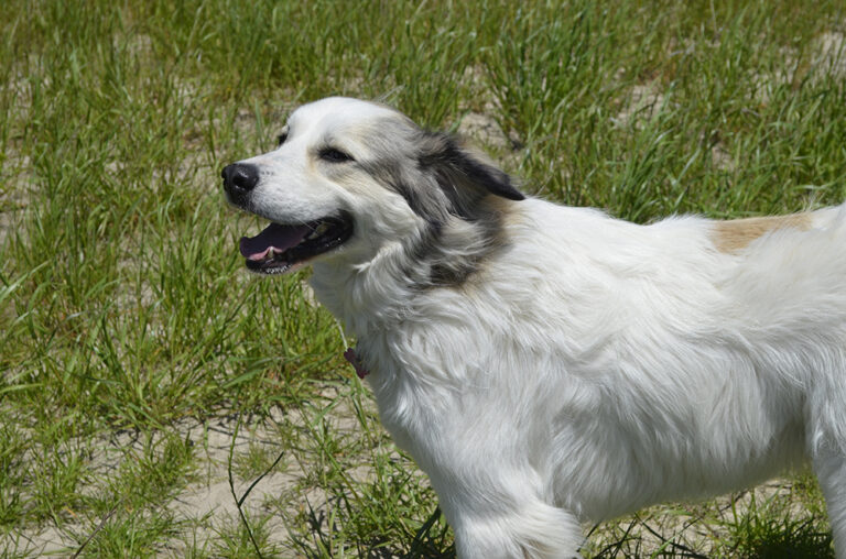 Anatolian Pyrenees Dog Breed Info: Pictures, Temperament
&amp; Traits