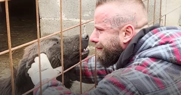 Brave Man Saves Hundreds of Dogs and Promises Them a Perfect
Forever Home