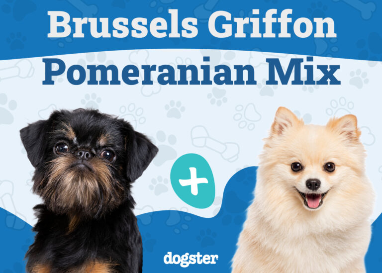 Brusselranian Dog Breed: Info, Pictures, Care, &amp;
Facts