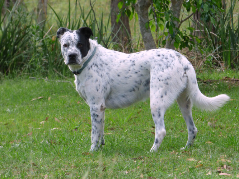 Bull Arab Dog Breed: Info, Pictures, Care, &amp;
Facts