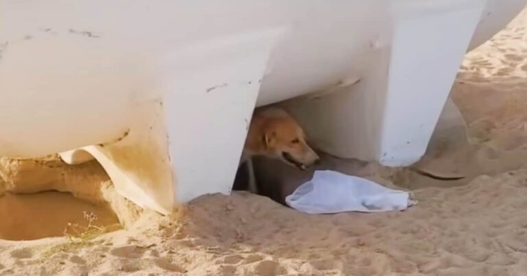 Camouflaged By Desert Sand, Mom And Pups Labor In Stifling
Heat