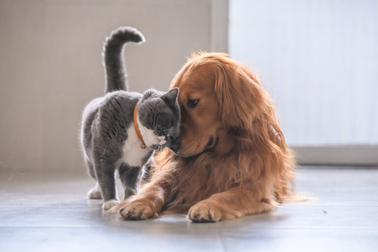 Can Cats and Dogs Mate? Vet-Verified Facts &amp;
Info