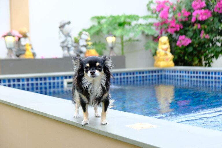 Can Chihuahuas Swim? Vet-Verified Facts &amp;
Info