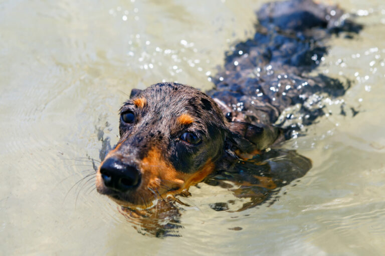 Can Dachshunds Swim? Vet-Verified Facts &amp;
Info