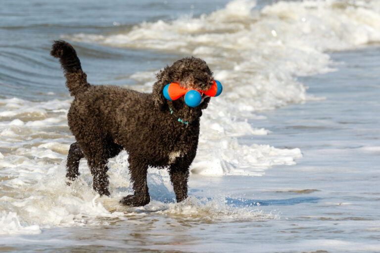 Can Poodles Swim? Vet Approved Water Guide for Your
Pup