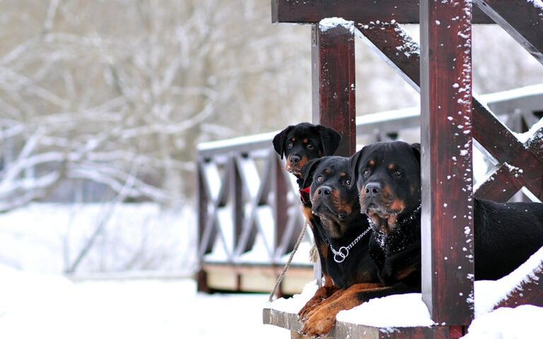 Can Rottweilers Handle Cold Weather? Vet Approved Facts
&amp; Precautions Tips