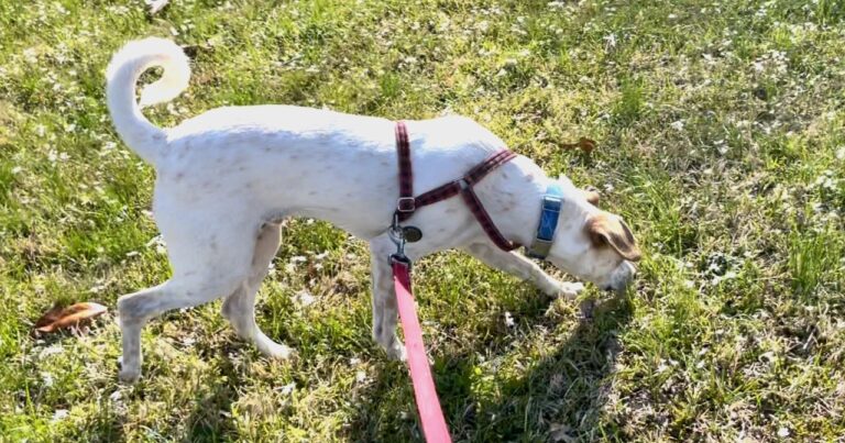 Creating Happy Dog Walks by Controlling the Pressure