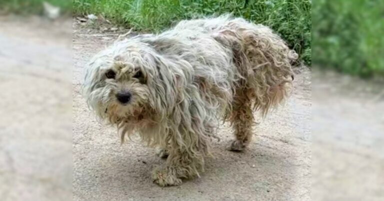 Distraught 3-Legged Dog Looking For Food, Found A Man
Instead