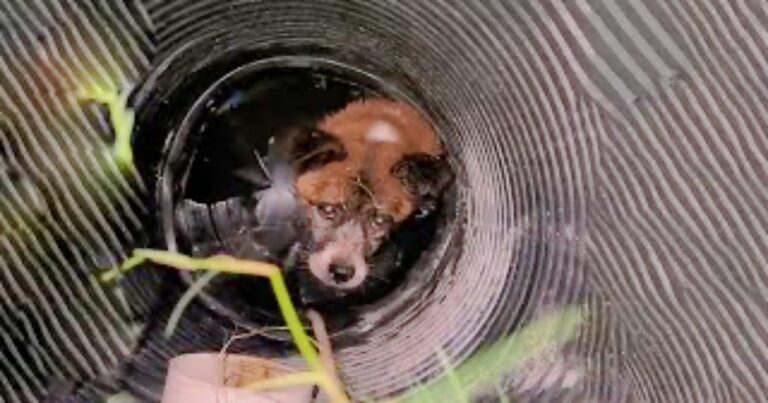 Dog Fell Into Well And Fought To Keep His Head Above
Water