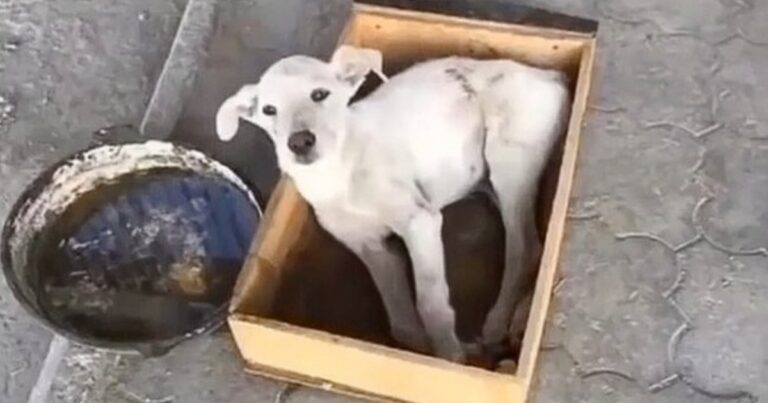 Dog Had No Choice But To Lie There As Owner Walked
Away