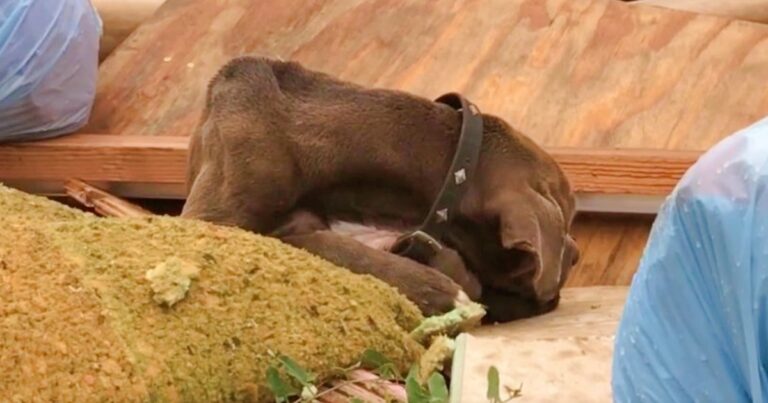 Dog In Garbage Pile Was Too Brokenhearted To Raise His
Head