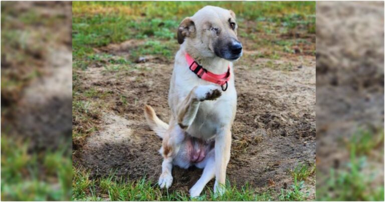 Dog Pelted By Rocks Survives Surgery By Flashlight