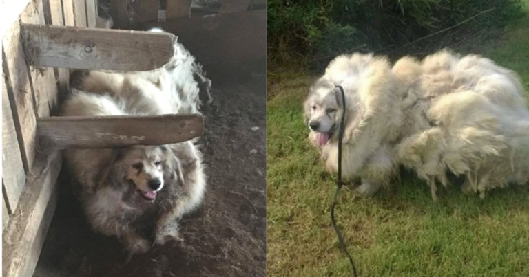 Dog Was Trapped In Barn For 6-Years, Then Given Astounding
Makeover And A Brand New Life