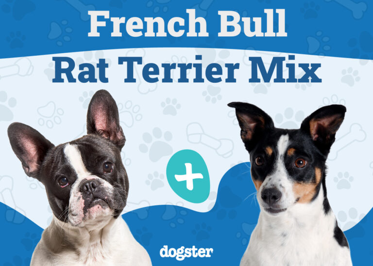 French Bull Rat Terrier Dog Breed: Info, Pictures, Care,
&amp; Facts