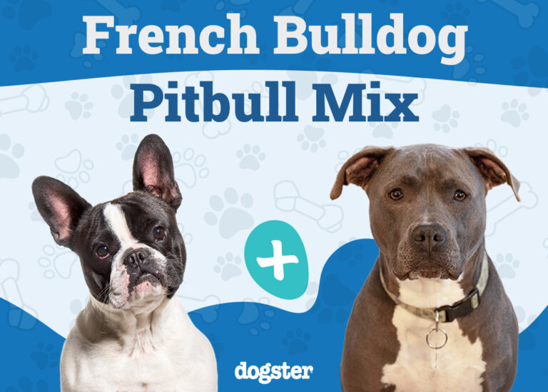 French Bulldog Pitbull Mix Dog Breed: Info, Pictures, Care,
&amp; Facts