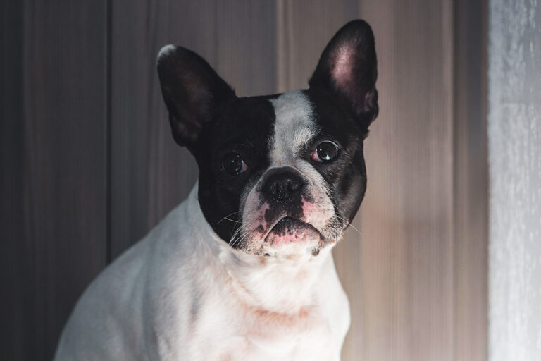 Frenchton Dog Breed: Info, Pictures, Care, &amp;
Facts