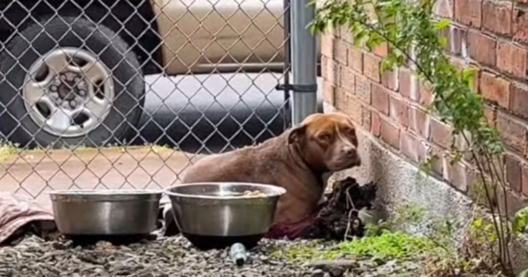 Frightened And ‘Shivering’ Dog Finds Hope in a Heartwarming
Rescue ‘Amidst’ the Rain