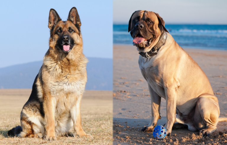 German Shepherd Mastiff Mix Dog Breed: Info, Pictures, Care,
&amp; Facts