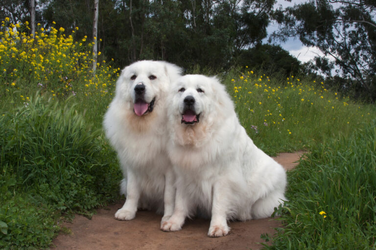 How Big Do Great Pyrenees Get? Average Weight &amp;
Growth Chart (Vet-Verified)