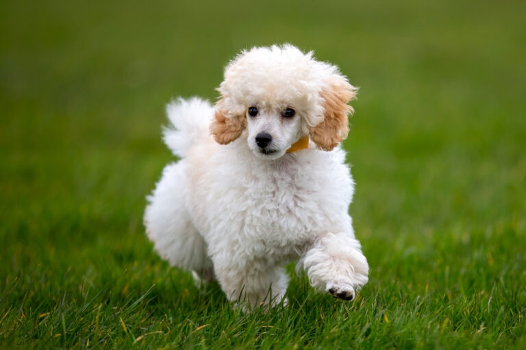 How Big Do Mini Poodles Get? Vet Reviewed Average Weight
&amp; Growth Chart