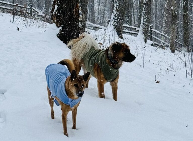 How Did My Tropical Dogs Handle Snow? Adapting to a New
Environment