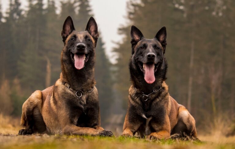 How Long Do Belgian Malinois Live? Vet-Verified Average
Lifespan, Data &amp; Care Guide