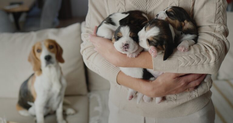 How Many Puppies Do Beagles Have? Our Vet’s Pregnancy
Guide