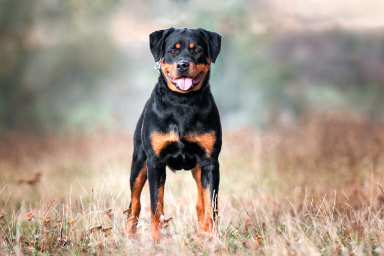 How Much Does It Cost to Own a Rottweiler? 2024 Price
Guide