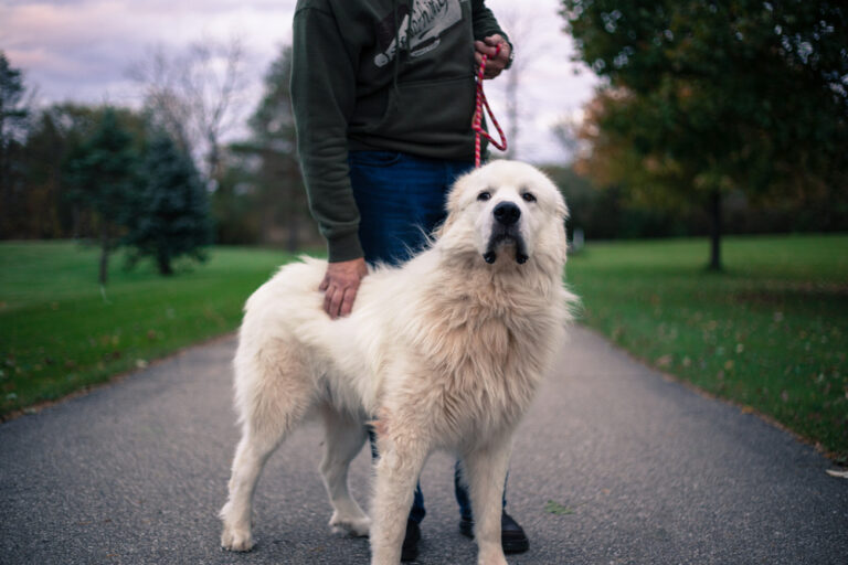 How Much Does a Great Pyrenees Cost? 2024 Price
Guide