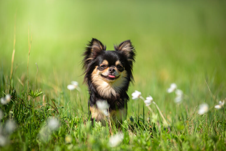 How Much Is a Teacup Chihuahua? 2024 Price Guide