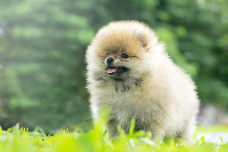 How Much Is a Teacup Pomeranian? 2024 Price Guide