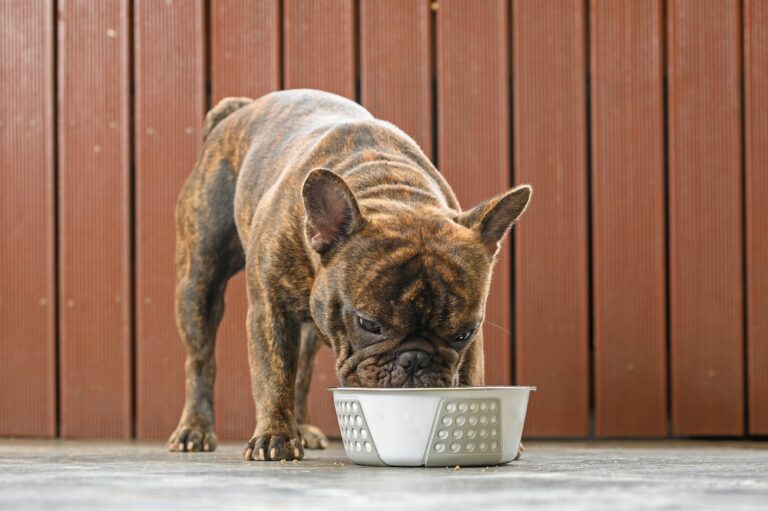 How Much Should a French Bulldog Eat? Vet Explained Puppy to
Adult Feeding Guide