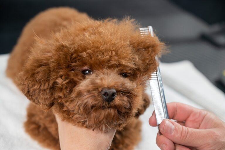 How to Groom a Toy Poodle: 10 Vet-Reviewed Tips &amp;
Tricks