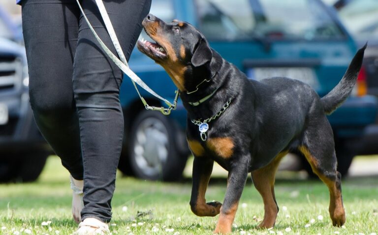 How to Train a Rottweiler: 7 Vet-Approved Tips &amp;
Tricks