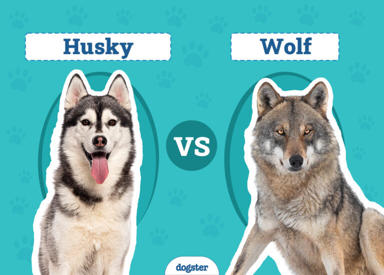 Husky vs Wolf: The Differences (With Pictures)