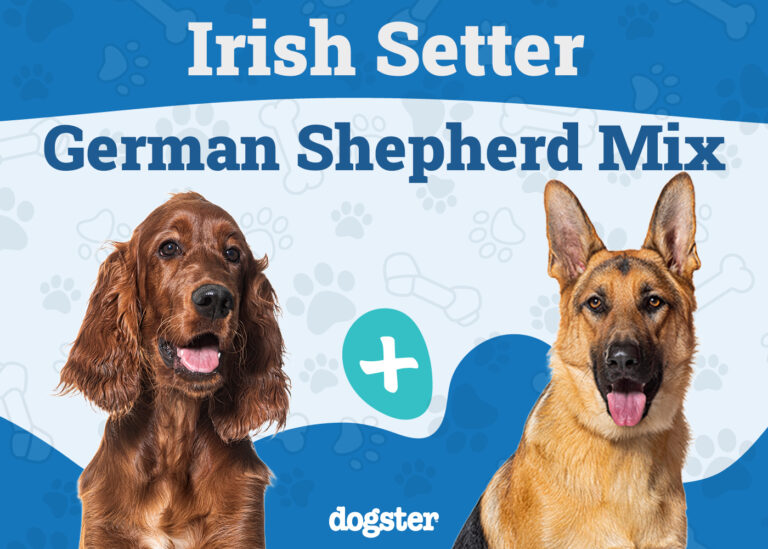 Irish Setter German Shepherd Mix Dog Breed: Info, Pictures,
Care, &amp; Facts