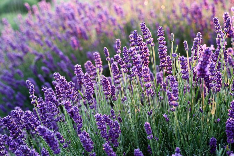 Is Lavender Safe for Dogs: Our Vet Explains Safety &amp;
Toxicity