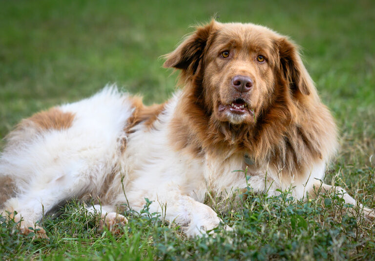 Karakachan (Bulgarian Shepherd): Info, Pictures, Care,
&amp; Facts