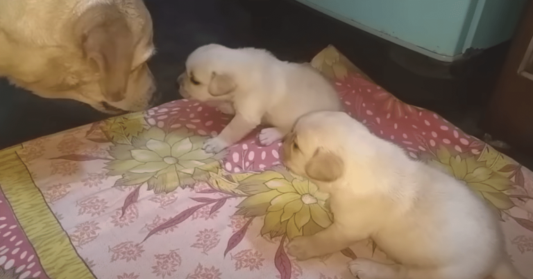 Mama Dog’s Hilarious ‘Scolding’ of Squabbling Puppies Goes
Viral