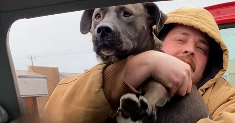 Man Spots Stray Pit Bull in Parking Lot and Rushes to Rescue
It