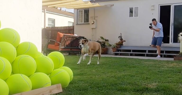 Man Surprises Cancer-Free Pup with 100 Giant Tennis Balls in
the Yard