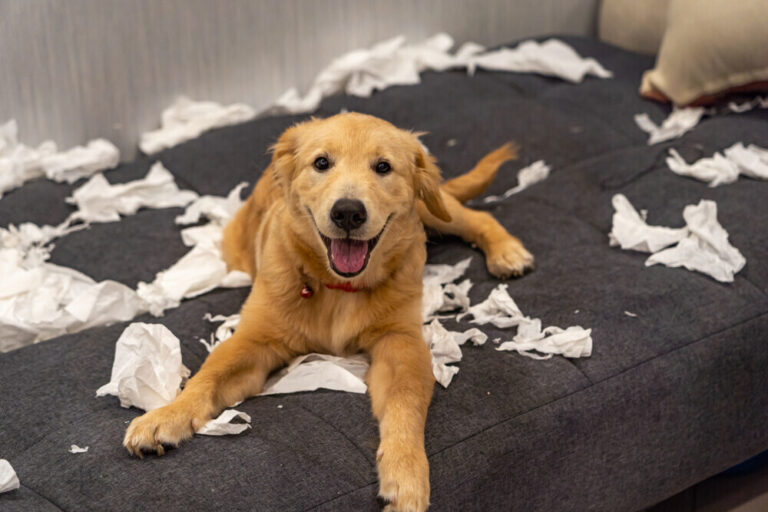 My Dog Ate a Paper Towel: Our Vet Discusses Potential Risks,
Signs &amp; FAQ