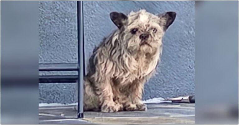 Neighbor Rushed Over When Homeowners Denied Dog On
Porch