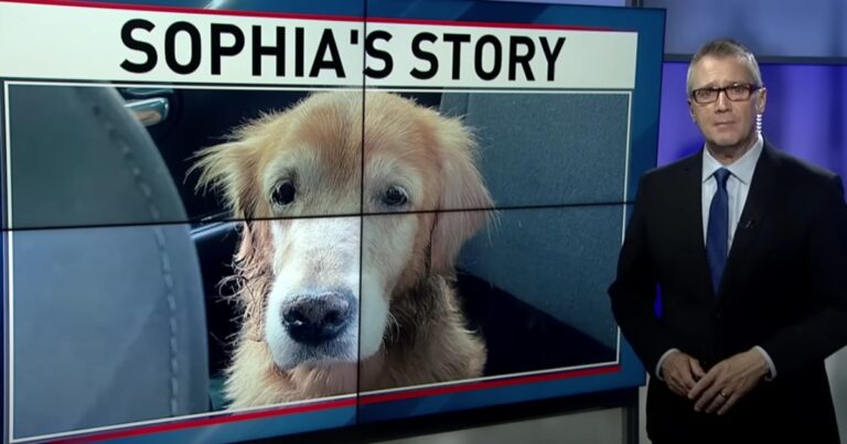 Old Dog Dropped Off at Shelter Causes Uproar on the
Internet