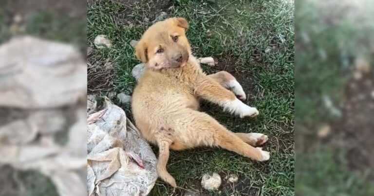 Puppy With ‘Pure Spirit’ And Battered Body Sets Sights On
Good Person