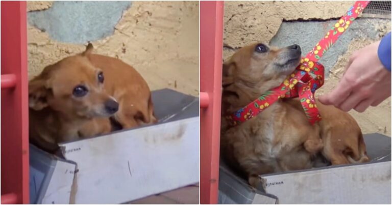 Rescuers Get A Gut-Punch When They Lift Up A Dog In
Box