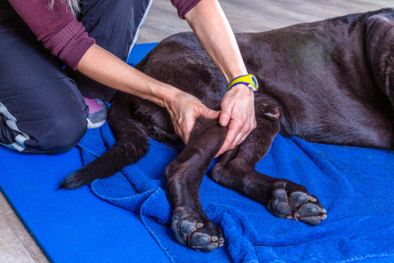 Sciatic Nerve Injury in Dogs: Vet-Explained Causes,
Prevention &amp; Treatments