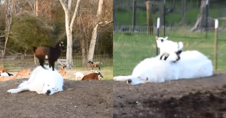 Sleepy Dog ‘Charms’ The Internet by Letting Baby Goats Use
Him for Jumping