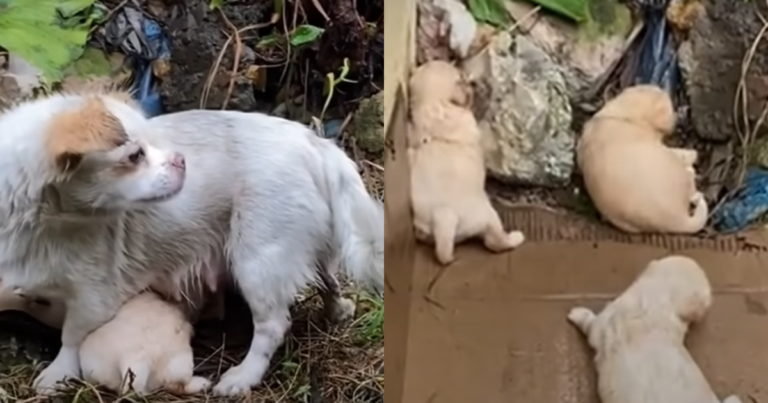 Starving Mother Dog Tried to Keep Her ‘Crying’ Puppies Warm
in the Rain