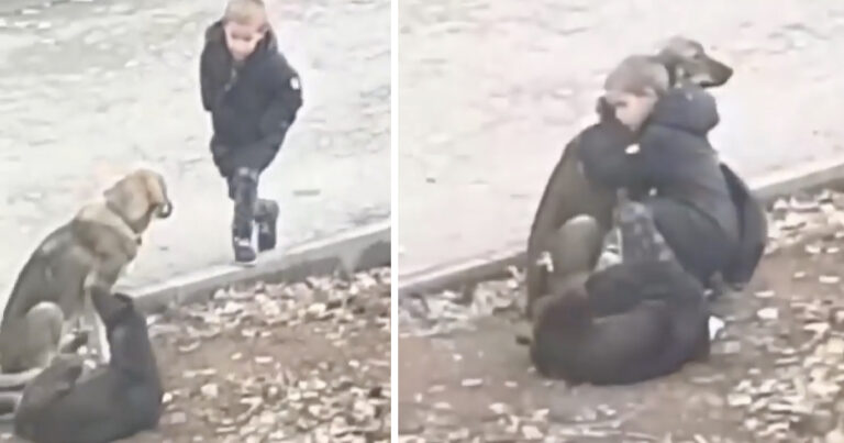 Stranger Sees A Little Boy Stopping To Hug Some Street Dogs
On His Way To School